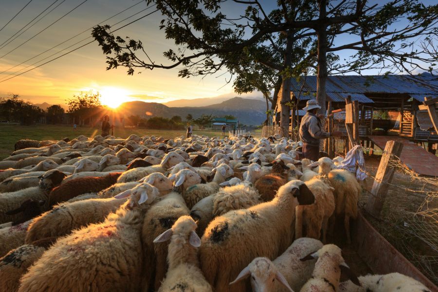 Cyprus and FAO Expand Partnership to Strengthen Fo