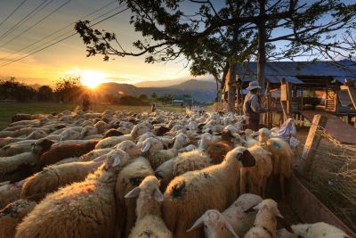 Cyprus and FAO Expand Partnership to Strengthen Fo