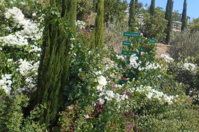 Organic herbs