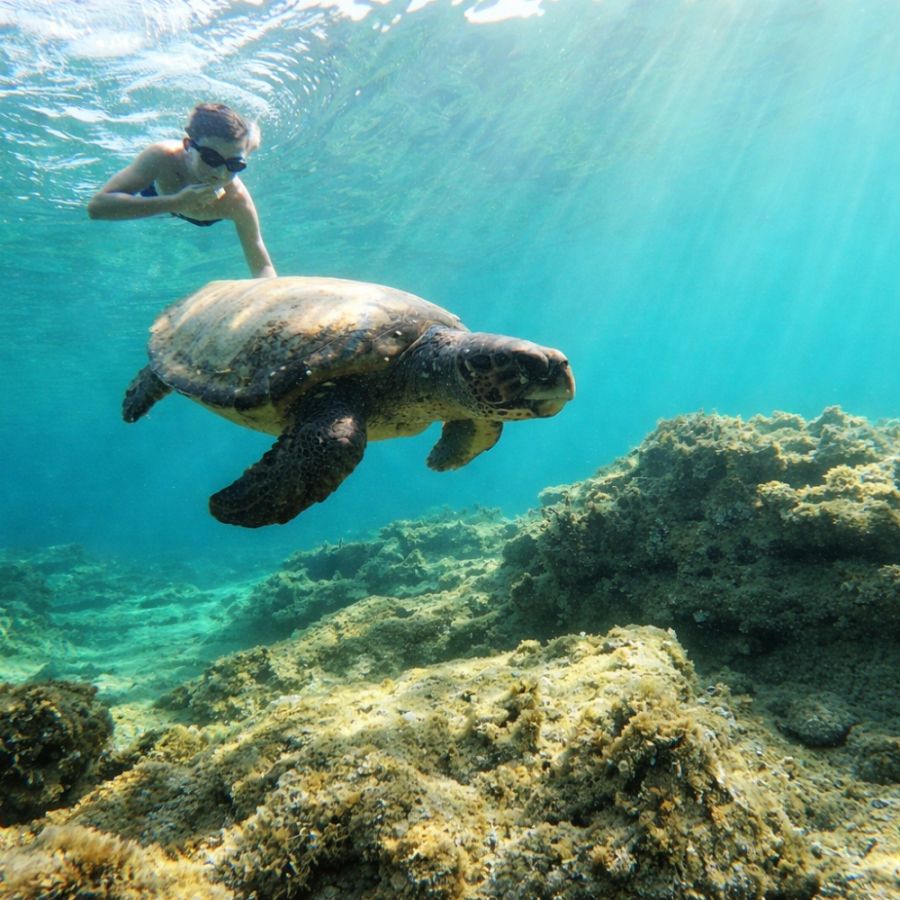 Turtle Watch Snorkeling Trip 50 00 EURPrice per da
