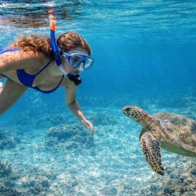 Blue Lagoon Turtle Watch Day Trip