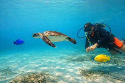 Explore Marine Life on Educational Snorkeling Tour