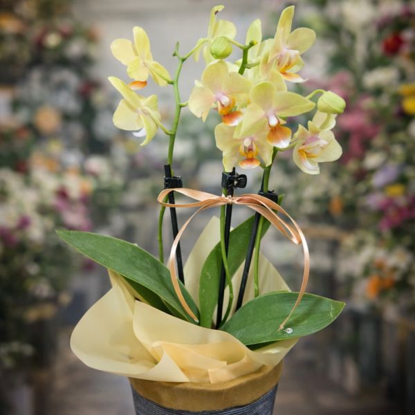 Stunning Exquisite Orchid Bouquets in Paphos