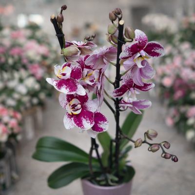 Exquisite Orchid Birthday Gift Selection in Paphos