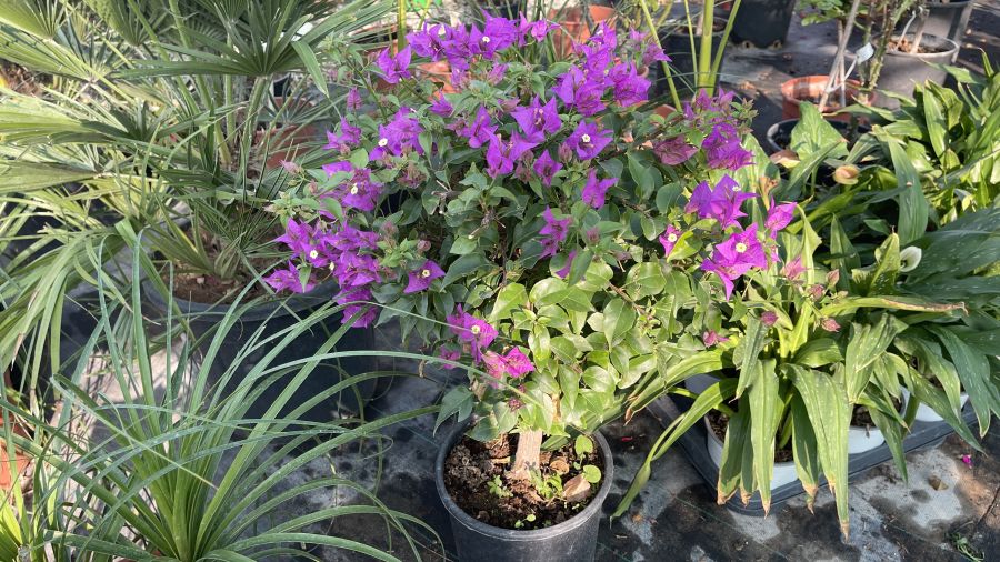 Outdoor Garden Plants