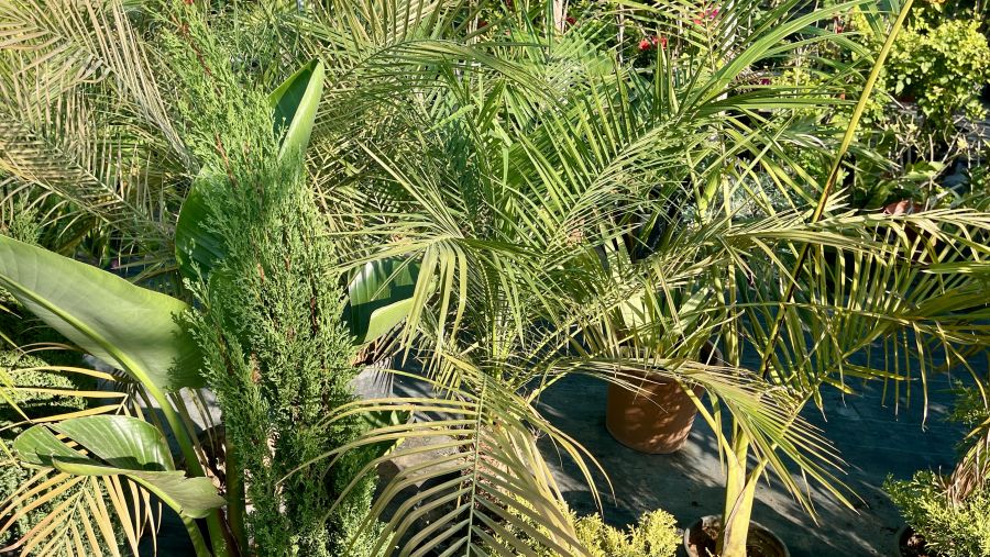 Mediterranean Plants