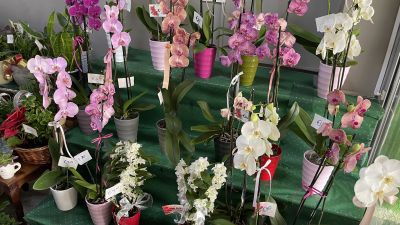 Luxurious Shrub Design Tala Transform Your Space w