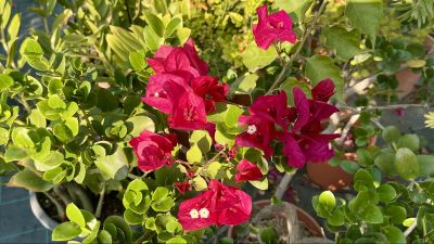 Captivating Rose Arrangements Tala Timeless Elegan