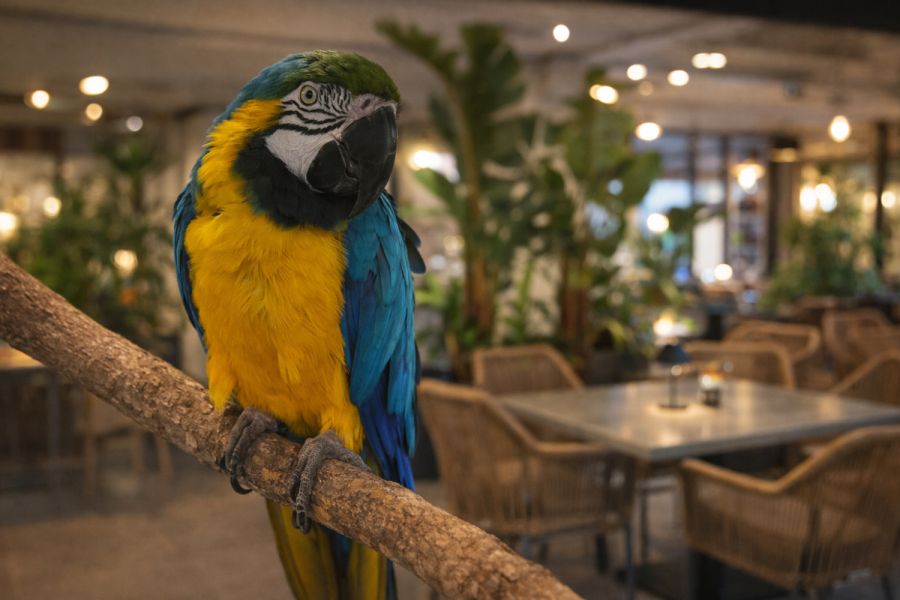 Welcome to Pambis Diner Your Ultimate Dining Desti