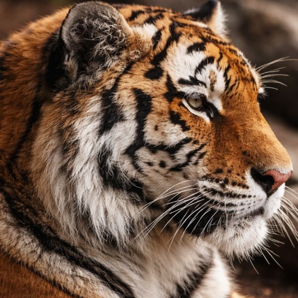 Entrance ticket for Paphos Zoo 19 Price per person