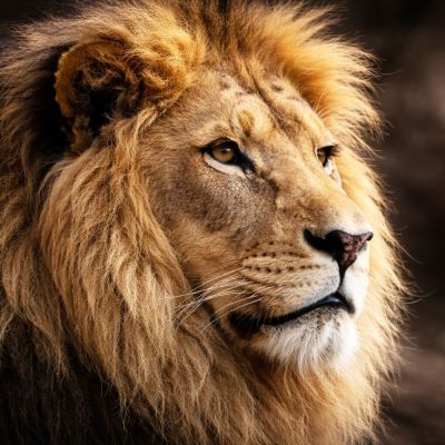 Entrance ticket for Paphos Zoo mit Transfer