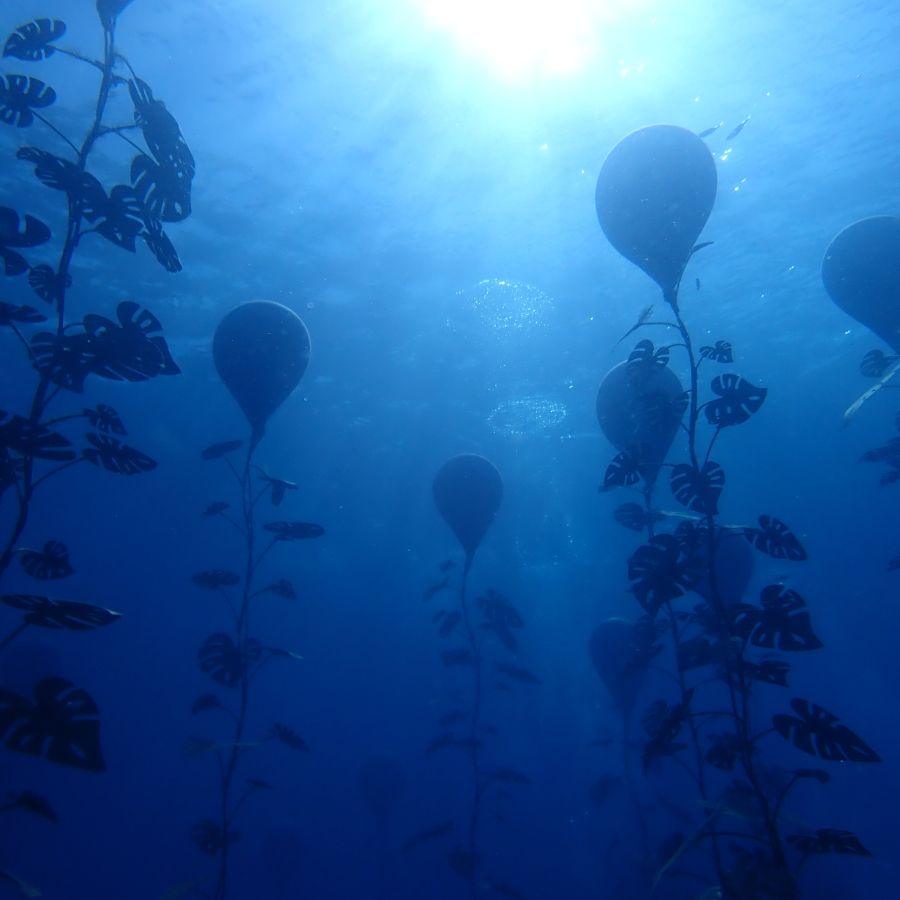 MUSAN for Beginner 2 dives 145 Price per person ad